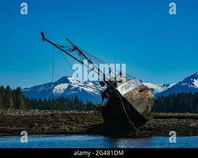 Die Robert G. Johnson, ein Troller-Fischerboot auf Grund eines Weißkopfseeadlers, Haliaeetus leucocephalus, in Petersburg, Alaska, USA Stockfoto