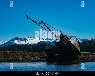 Die Robert G. Johnson, ein Troller-Fischerboot auf Grund eines Weißkopfseeadlers, Haliaeetus leucocephalus, in Petersburg, Alaska, USA Stockfoto