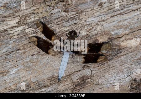 Gemeinsame Whitetail, Plathemis Lydia, männlich Stockfoto