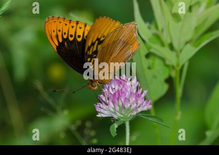 Diana Fritillary, Argynnis diana, männliche Nektarisierung von Rotklee, Trifolium pratense Stockfoto