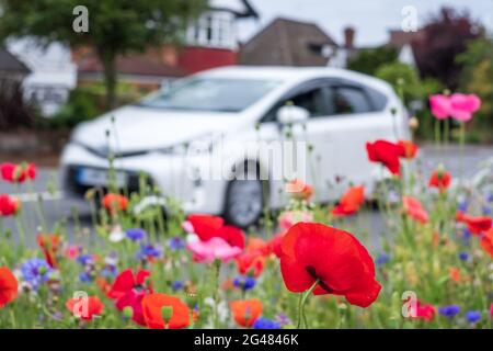 Bunte Wildblumen, darunter rosa und rote Mohnblumen an einem Straßenrand in Eastcote, West London, Großbritannien. Auto fährt im Hintergrund vorbei. Stockfoto