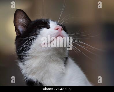 Nahaufnahme einer schwarz-weißen Katze, einem Smoking. Stockfoto