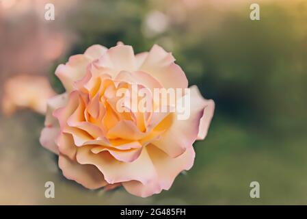 Peace Gloria Dei Hybrid Tea Rose im Sommergarten EINE Vielzahl von Rosen der Tee-Hybrid-Klasse. Manchmal wird diese Sorte die berühmteste Rose genannt Stockfoto