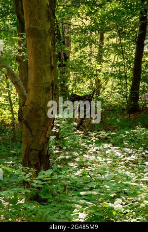 Buchenwald im Sommer. Helle Natur im Freien an einem sonnigen Tag. Hohe Bäume in grünem Laub Stockfoto