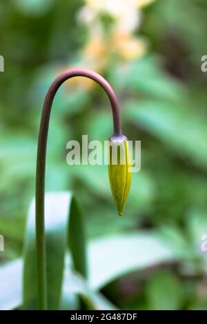 Eine gelbe geschlossene Blütenknospe von Schneeglöpfen in Blüte, schmale grüne Blätter auf verschwommenem Park Wald grünen Hintergrund. Nach unten gerichtete Blume des Galanthus n Stockfoto