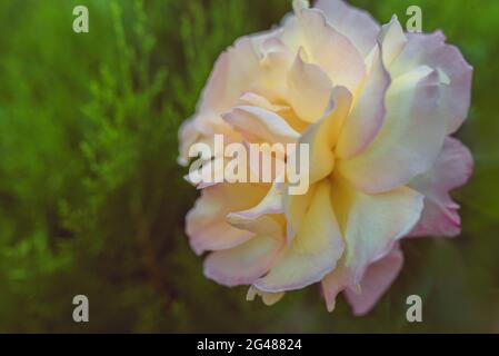 Peace Gloria Dei Hybrid Tea Rose im Sommergarten EINE Vielzahl von Rosen der Tee-Hybrid-Klasse. Manchmal wird diese Sorte die berühmteste Rose genannt Stockfoto