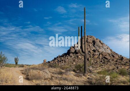 Landschaftsbild eines Wüstenwanderweges mit einem hohen Saguaro-Kaktus in North Scottsdale, Arizona. Stockfoto