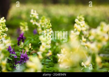 Gelbe Blüten sprießen Bote Hohlwurzel, Corydalis Lutea, blüht im Frühjahr Stockfoto