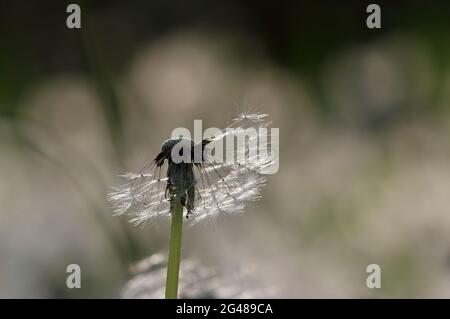 Letzte Samen von Dandelion in einer Wiese warten auf den Wind zu blasen Stockfoto