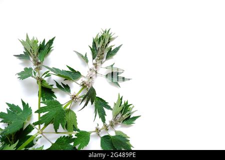 Leonurus cardiaca-Anlage. Mutterkraut mit rosa Blüten, grünem Stiel und Blättern. Stockfoto