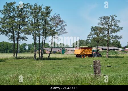 Traktor mit Silageanhänger, frisch gemähtem Grasland und Straße mit Bäumen. Bauernhof im Hintergrund und Zaun im Vordergrund. Holländisches Bild mit einem Stockfoto