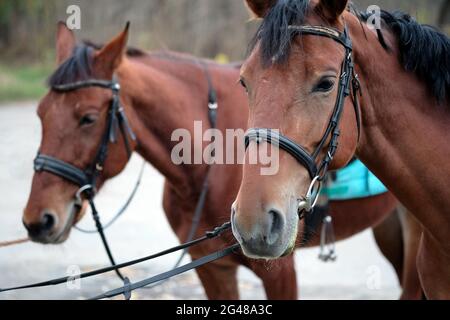 Zwei braune Pferde aus der Nähe. Dressur von Pferden. Pferdesport. Porträt eines braunen Pferdes. Stockfoto