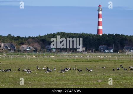 Typische holländische Landschaft mit einem Bauernhof, Ackerland mit Gänsen und unscharfem Leuchtturm von Hollum, Ameland im Hintergrund. Die niederländischen Landwirte leiden darunter Stockfoto