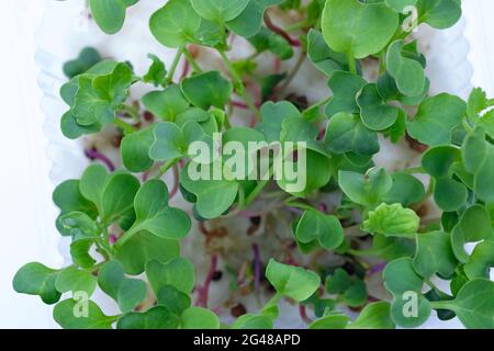 Microgreen Radieschen rot Draufsicht. Mikrogrüns zu Hause auf Watte anbauen. Grüne junge Sprossen von Rettich. Stockfoto