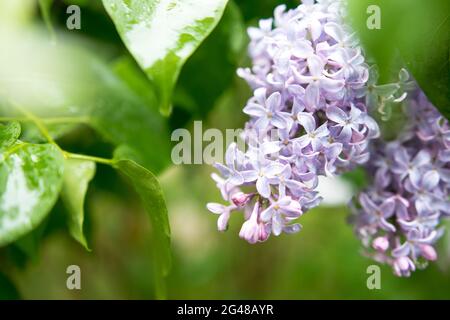 Blume nach dem Regen. Blumenmuster im Frühling. Floraler Hintergrund Stockfoto