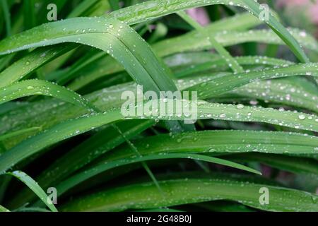 Lily Blätter und Regentropfen oben Hintergrund. Grüne längliche Blätter mit Wassertropfen im Frühjahr. Längliche Blätter, Busch im Garten. Grüner Tag Lilienbusch Stockfoto