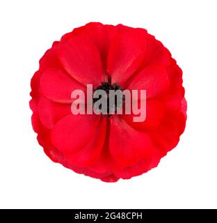 Rote Ranunculus asiaticus Blume isoliert auf weißem Hintergrund. Persischer Butterbecher. Wunderschöne Sommerblumen. Draufsicht. Stockfoto