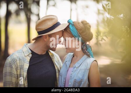 Junges Paar, das auf dem Olivenbauernhof Nasen reibt Stockfoto