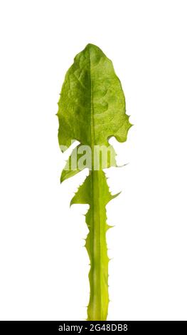 Elendonblatt isoliert auf weißem Hintergrund. Kräutermedizin. Stockfoto