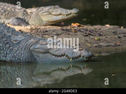 Krokodile ruhen; Räucherkrokodile in sri lanka; zwei Krokodile ruhen in der Nähe des Wassers; riesige Krokodile ruhen; Krokodile kämpfen Stockfoto