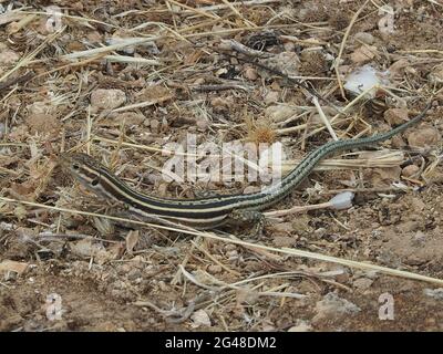 Erwachsene männliche Peloponnes-Mauereidechse, die auf Gras in Nemea, Griechenland, kriecht Stockfoto