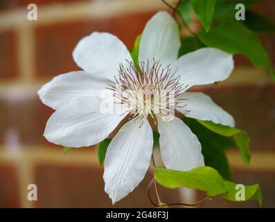 Schöne weiße aisan virginsbower in voller Sommerblüte Stockfoto