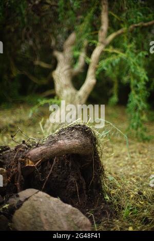 Im Park liegt eine gefallene Weide auf dem Boden. Konzentrieren Sie sich auf die Wurzeln des Baumes. Nachwirkungen eines schweren Hurrikans. Stockfoto