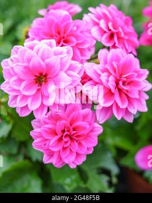 Schöne rosa lila Garten Dahlia pinnata in voller Sommerblüte Stockfoto