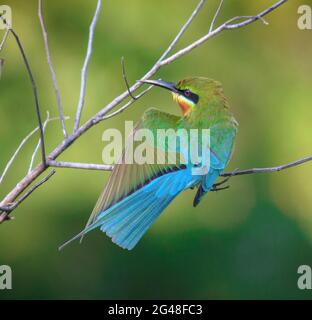 Biene-Esser mit blauem Schwanz; Bienenfresser; blauer Vogel; ausgebreitete Flügel Stockfoto