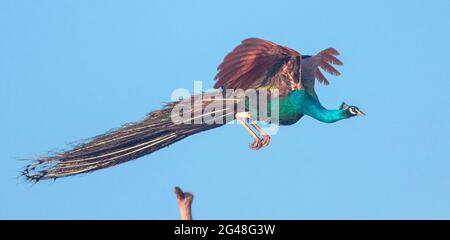 Fliegender Pfau; fliegender Ravana; glühender Pfau; blauer Pfau im Flug; leuchtender Pfau aus Sri Lanka Stockfoto