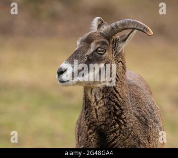 Mufflon-Porträt; Hirsch-Porträt; Wildschafportrait; Schafe; Mufflon aus Deutschland; Ovis aries musimon; Europäischer Mufflon Stockfoto