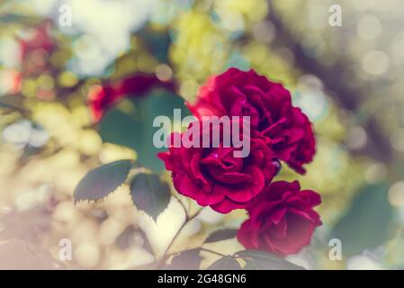 Detail des roten Rosenbusches, schöner roter Rosenbusch im Garten an einem sonnigen Tag. Rote Rosenblüten im Sonnenschein. Blühende Gartenrosen und Knospen. Stockfoto