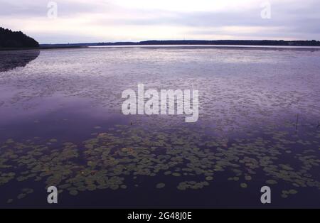 See in Lettland mit Seerosenblättern auf der Wasseroberfläche. Stockfoto