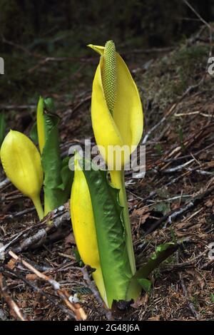 Die leuchtend gelben Blüten und die ungewöhnliche Form der reifen Skunk-Kohlpflanzen in voller Blüte schaffen einen hellen Fleck in den soggy Wäldern Stockfoto