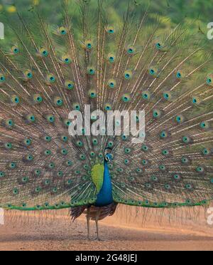 pfau mit Federn; Pfau mit Federn aus; Pfau mit Federn und Schwanz; Pfau tanzen; tanzender Pfau; Blauer Pfau; Sri Lanka Stockfoto