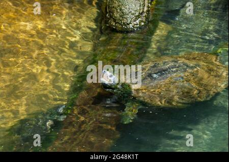 Arrau Turtle (Podocnemis expansa), St. Augustine Alligator Farm, St. Augustine, Florida, USA. Stockfoto