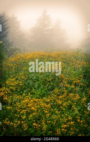 Nebliger Berg mit wilden Blumen in Virginia, Whitetop Mountain. Stockfoto