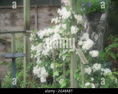 Eine schöne, blassweiße Kletterrose mit vielen Blumen, die einen Gartenschutz beanspruchen Stockfoto