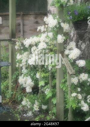 Eine schöne, blassweiße Kletterrose mit vielen Blumen, die einen Gartenschutz beanspruchen Stockfoto