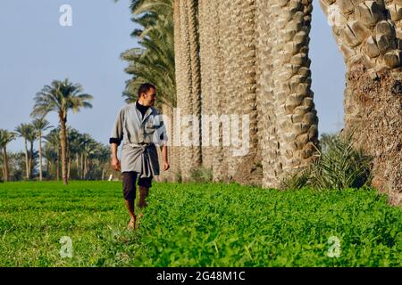 Ägyptischer Bauer auf dem Feld, Saqqara, Badraschin, Giza, Ägypten. Stockfoto