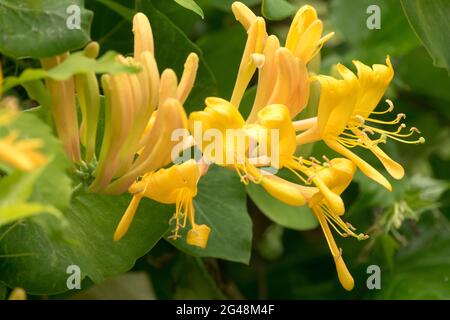 Gelbe Lonicera × tellmanniana Blume Honigbohne Stockfoto