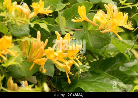 Gelbe Lonicera × tellmanniana Blume Geißblätter Stockfoto