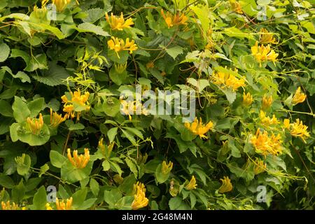 Strauch Honeysuckle Lonicera × tellmanniana Stockfoto
