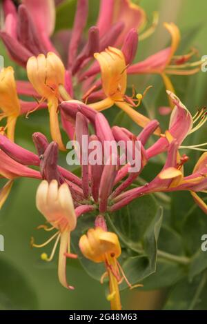 Lonicera × heckrottii „Goldflamme“-Geißel Stockfoto