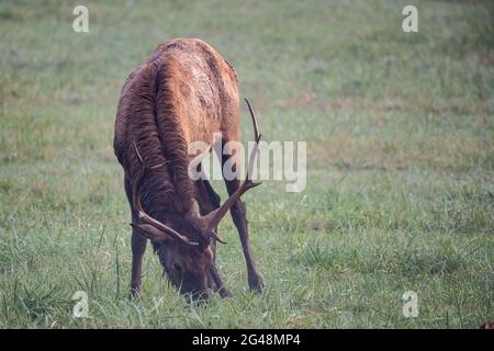 Damp Bull Elk grast auf freiem Feld in den smokies Stockfoto