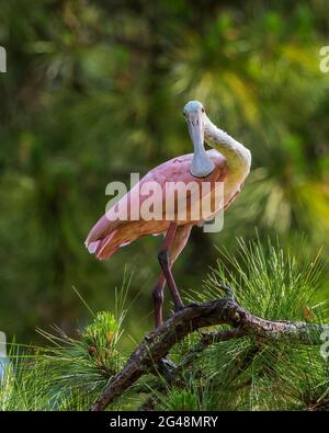 Dieser Roseate-Löffler wurde auf Jekyll Island entdeckt. Sie hat mich entdeckt und versucht herauszufinden, ob ich eine Bedrohung bin. Der Hals ist wirklich verlängert versuchen Stockfoto