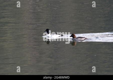 Ein Paar gemeiner Goldeneye-Enten erzeugt ein kleines Aufwachen und Reflexionen, während sie in ruhigen Gewässern schwimmen. Stockfoto