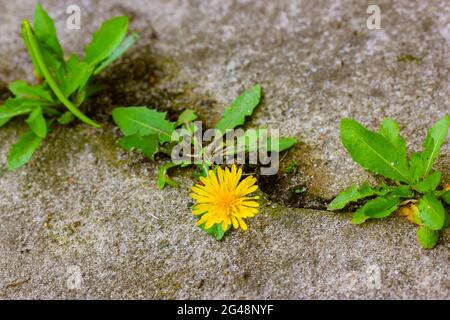 Eine gelbe Nelkenglüte mit grünen Blättern, die aus einem Riss in Beton, Zement, wachsen. Ein Konzept von Wachstum, Überwindung von Schwierigkeiten, Stärke, Hoffnung, sein Stockfoto