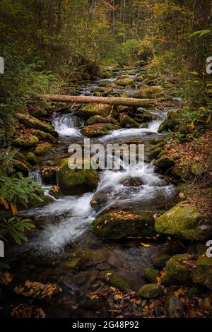 Downed Tree überquert den Rushing Creek entlang des Meigs Mountain Trail im Great Smoky Mounains National Park Stockfoto