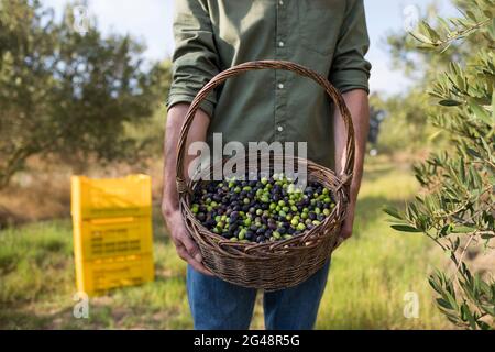 Mittlerer Abschnitt des Mannes, der geerntete Oliven im Korb hält Stockfoto